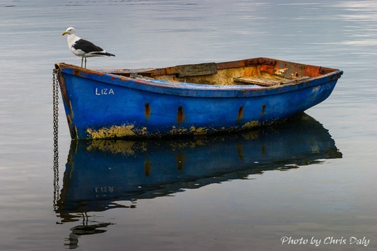 Seagull on boat, Knysna Boats