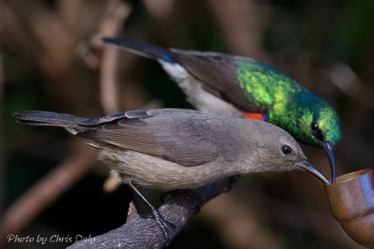 Female and male sunburds. Garden birds of Paradise Found in Knysna