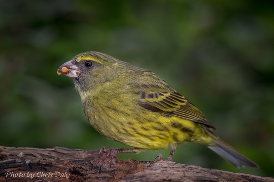 Forest canary. Garden birds of Paradise Found in Knysna
